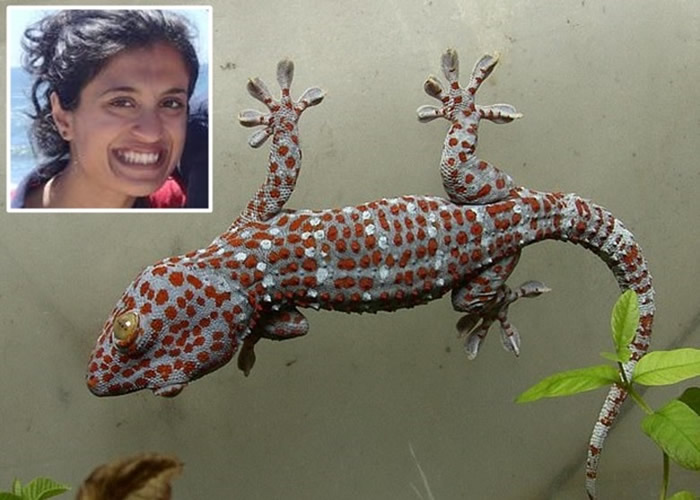 美国当代生物学期刊最新研究报告罗列出壁虎的各种“杂技”