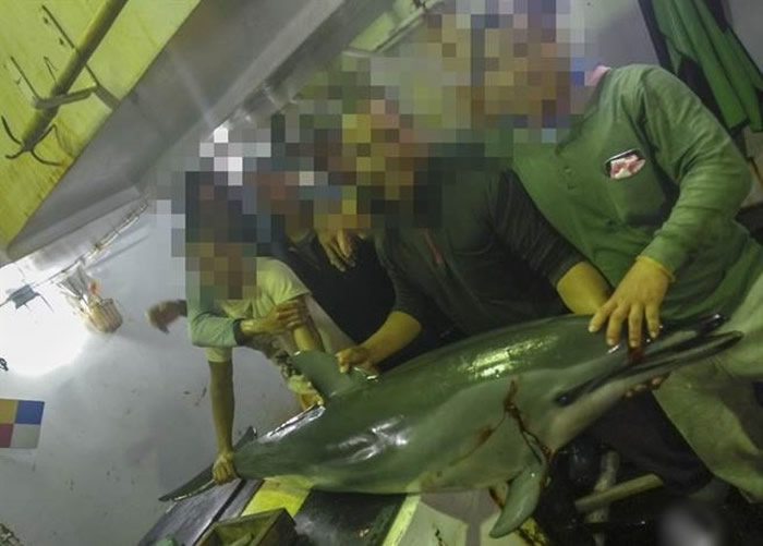 渔工准备将海豚制作鱼饵。