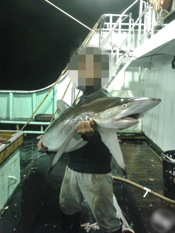渔工与捕猎的鲨鱼合照。