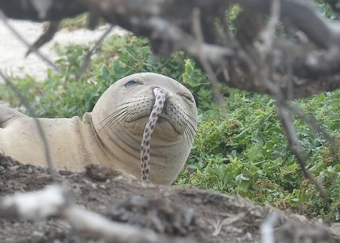 美国夏威夷西北部法国军舰环礁发现年幼僧海豹鼻子竟塞一条鳗鱼