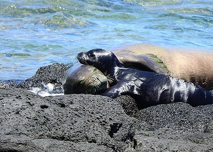 夏威夷僧海豹为濒危物种。