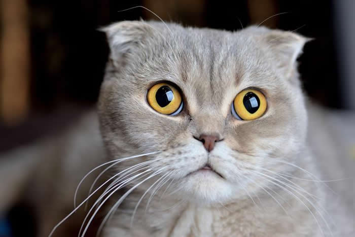 在家里养猫狗之类的宠物,可能引起和毛皮相关的过敏。这些过敏未必是因为动物毛本身,而是因为动物的唾液、尿液和死掉的皮肤细胞。 PHOTOGRAPHY BY SHU