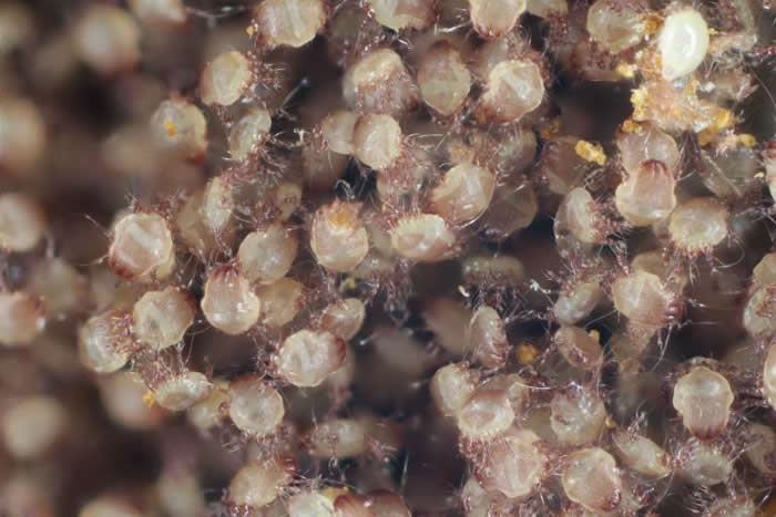 尘螨是最常见的室内过敏原之一。 PHOTOGRAPHY BY SHUTTERSTOCK