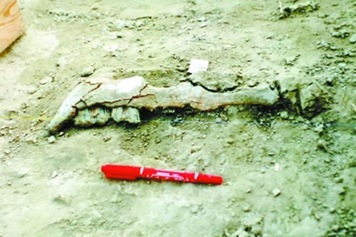 考古现场发现的兽骨