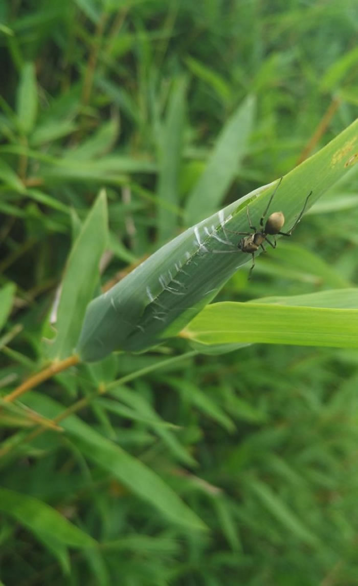 一只雌性大托歇蛛在野外布置它的巢穴。 PHOTOGRAPH BY RUI-CHANG QUAN
