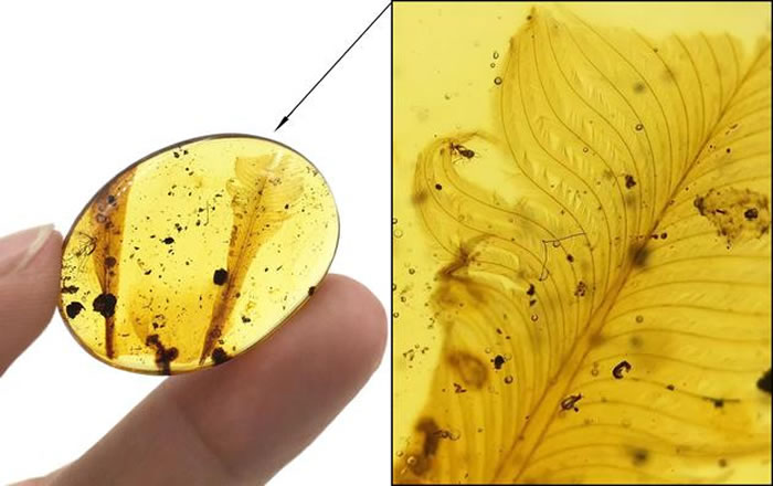 �ɶԳ��ֵ����������������ŷǳ�Ʈ�ݵ���̬