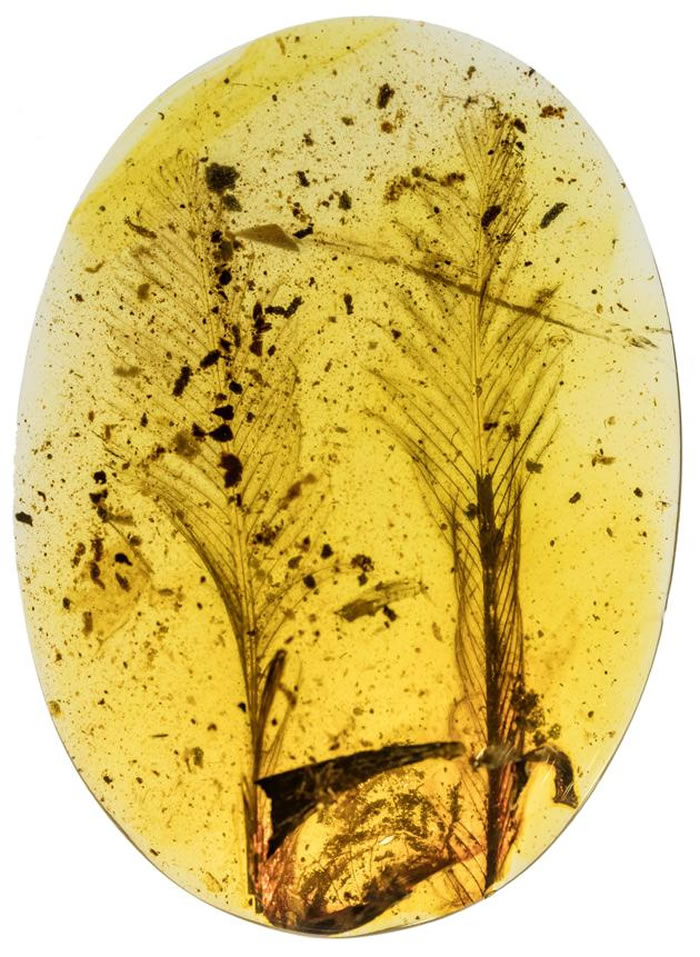 �ɶԳ��ֵ�������������