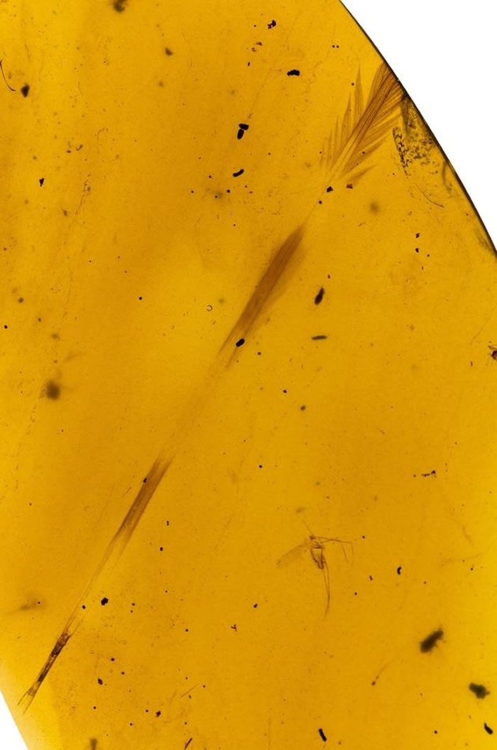 �ɶԳ��ֵ�������������