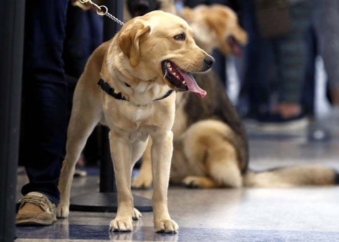 解密网站“The Black Vault”公开60年代美国CIA档案 曾植电极于脑部控制狗只