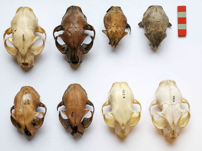 《丹麦考古学期刊》:现代丹麦猫的个头比维京时代大