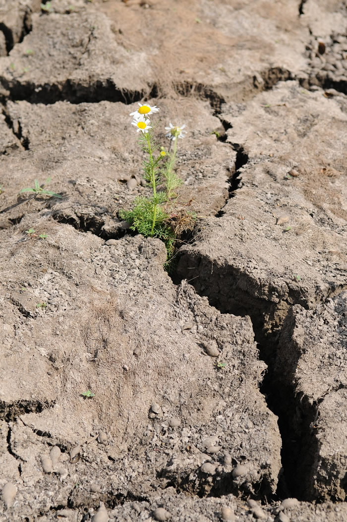 �й���ѧ�������󹤳̣��ѻ����ϵ�ɳ�ر�ɷ�������