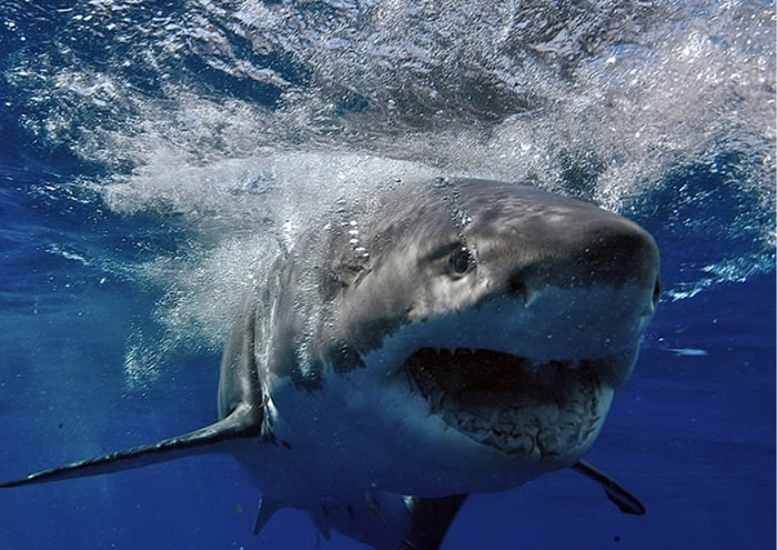 澳洲大堡礁鲨鱼遭捕杀 数量50年来减少92%