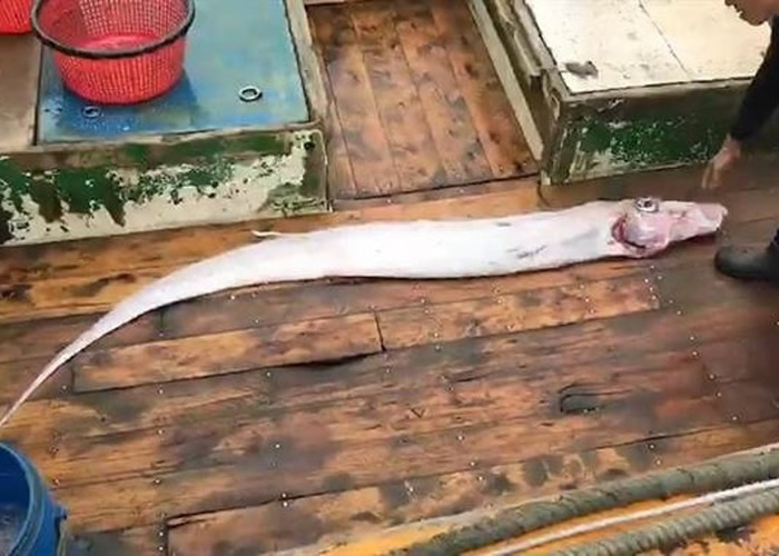 �����񲶻�1�����ȳ���2�ס��ش�20����ĵ����㡣