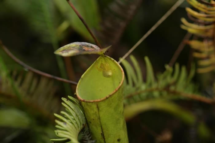 一只成年雌性蟹蛛在小猪笼草的笼口守株待兔,它的前肢大开,摆出典型的伏击姿势。 PHOTOGRAPH BY WENG NGAI LAM, NATIONAL UNI
