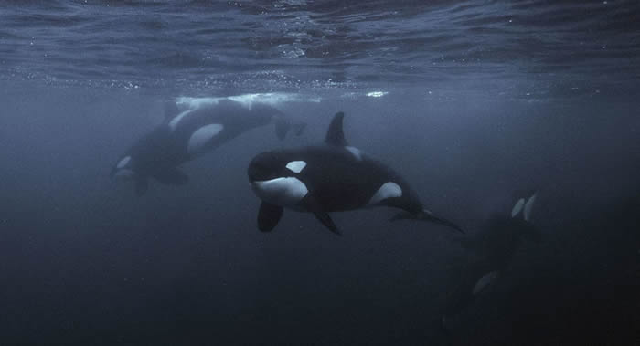 俄罗斯太平洋舰队准备帮助生态学家运出“被关在”滨海边疆区的虎鲸和白鲸