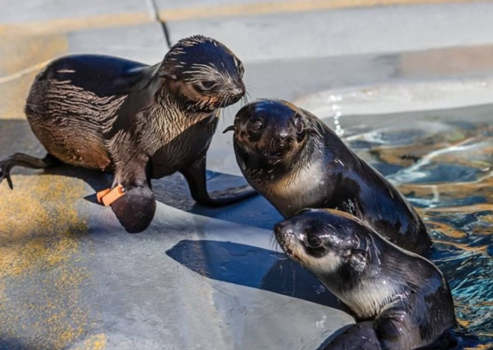 �������������ɣ�ɧ�Ż��˺�������ͼ������������Ϊ��