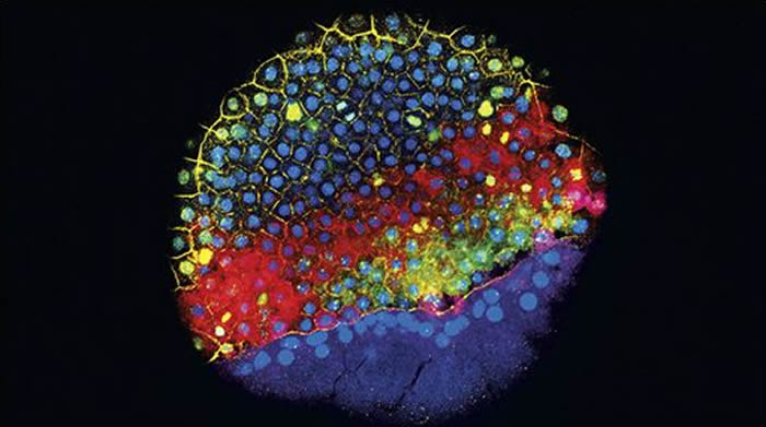 胚胎发育早期的斑马鱼胚胎。荧光标志物突出表达基因的细胞,这些基因有助于确定它们变成的细胞类型,图片来自Jeffrey Farrell, Schier Lab/H