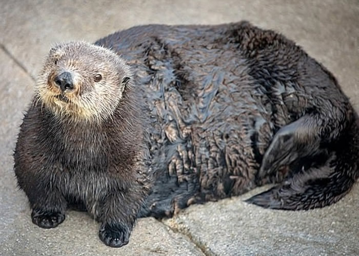 美国加州蒙特雷水族馆Twitter发文嘲笑水獭肥胖 遭网友群起批评