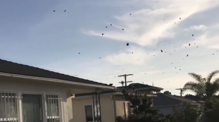 发现外星人?美国洛杉矶上空惊人一幕 几十只乌鸦围绕神秘物体盘旋嘶鸣