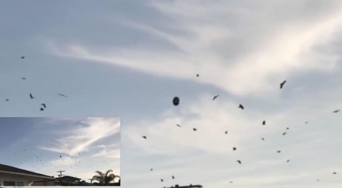 发现外星人?美国洛杉矶上空惊人一幕 几十只乌鸦围绕神秘物体盘旋嘶鸣