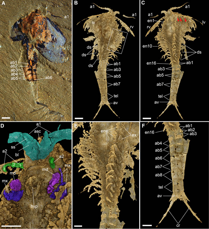 寒武纪澄江生物群中的多节耳材村虫化石。A,光学显微镜照片,示动物体背面观。B,显微CT成像,示动物体背面观。C,显微CT成像,示动物体背面观。本图清晰地显示,在