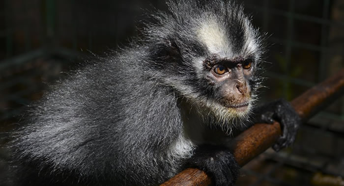 ԽϺӾʡ6ɱͳԱΣҶﱻ