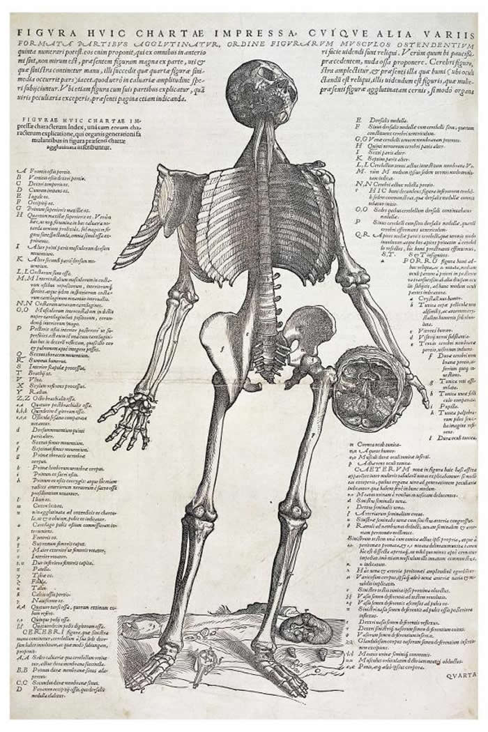 这幅画着一具骷髅手持头骨、附有注记的木版画,取自安德雷亚斯.维萨里1543年的著作《人体的构造》(De Humani Corporis Fabrica)一书。