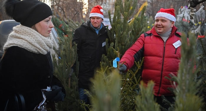 圣诞节过后圣诞树将送到哪里?