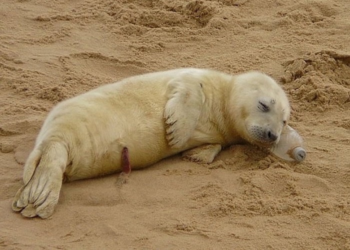 Ӣ��ŵ���˿��Ļ�������̲һֻ����������ĳ����Һ���������ƿ����ͷ