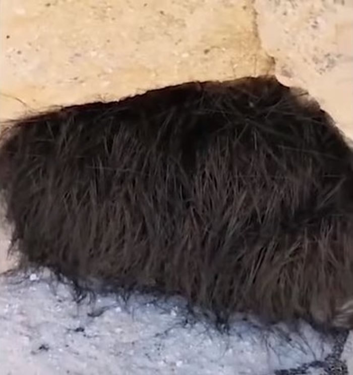 ֩룡īɽͷֶѨڿһë׵Ķ ľһƤ