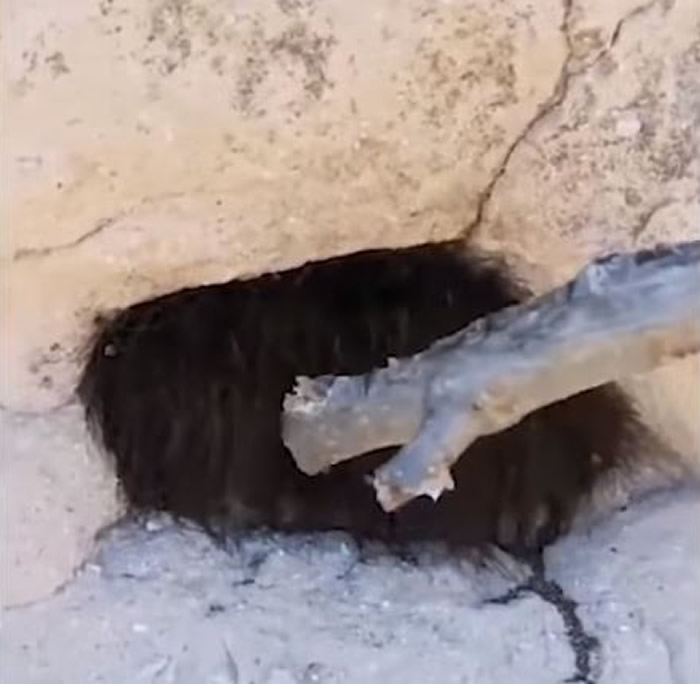 ֩룡īɽͷֶѨڿһë׵Ķ ľһƤ