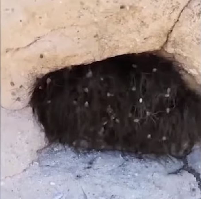 ֩룡īɽͷֶѨڿһë׵Ķ ľһƤ