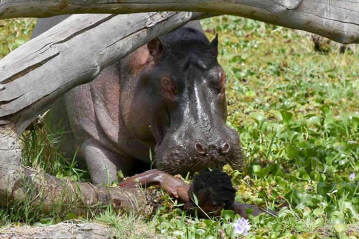 意大利摄影师在肯尼亚拍下恐怖瞬间:渔民在水中遭河马攻击 只剩脚在水面上