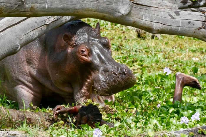 意大利摄影师在肯尼亚拍下恐怖瞬间:渔民在水中遭河马攻击 只剩脚在水面上