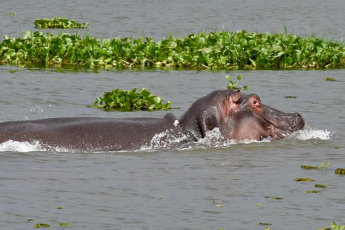 意大利摄影师在肯尼亚拍下恐怖瞬间:渔民在水中遭河马攻击 只剩脚在水面上