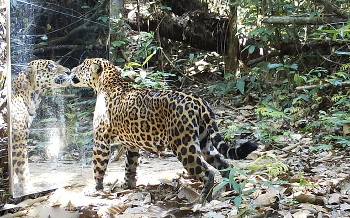 ����ѷ�ȴ����ֱ��ӱ���������Լ��ŵ�