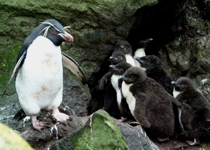 ����������죨��ͷ�ϳ��б�־�ԵĻ�ɫ��ë��