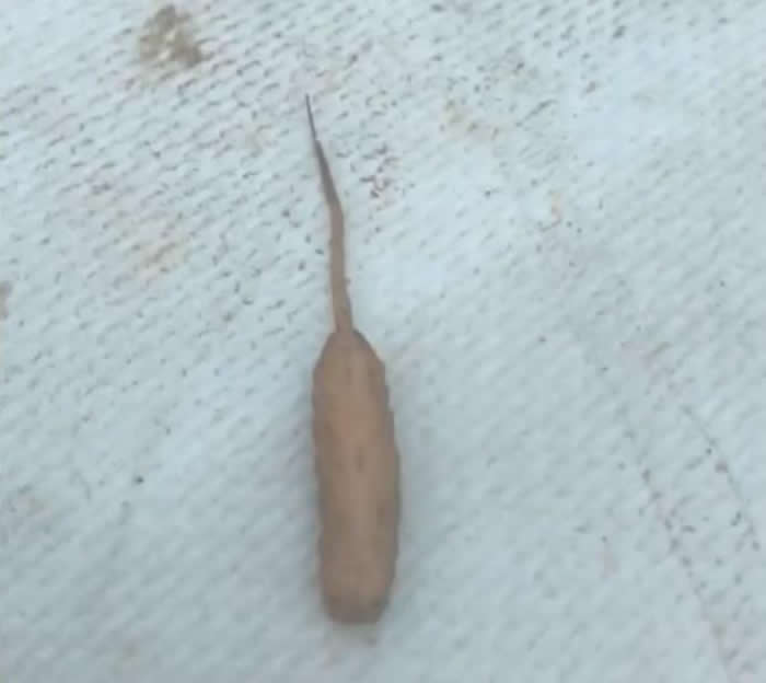 长着老鼠尾巴的毛毛虫“鼠尾蛆”:澳大利亚游客在波莱克湖岸边拍到“外星生物”