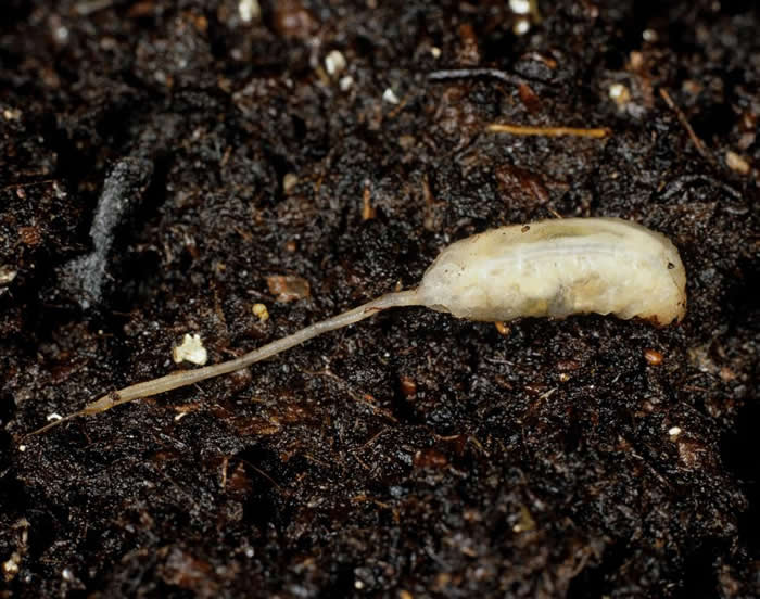 长着老鼠尾巴的毛毛虫“鼠尾蛆”:澳大利亚游客在波莱克湖岸边拍到“外星生物”