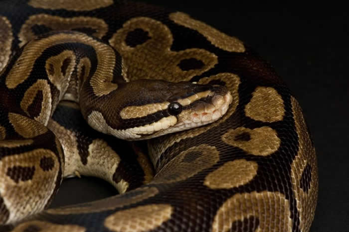 CITES管制国际野生生物贸易,而全世界的爬行类只有8%列入该公约的列表。 像种已经从西非出口几百万只的球蟒,就是少数被列进公约的爬行类。 PHOTOGRAPH