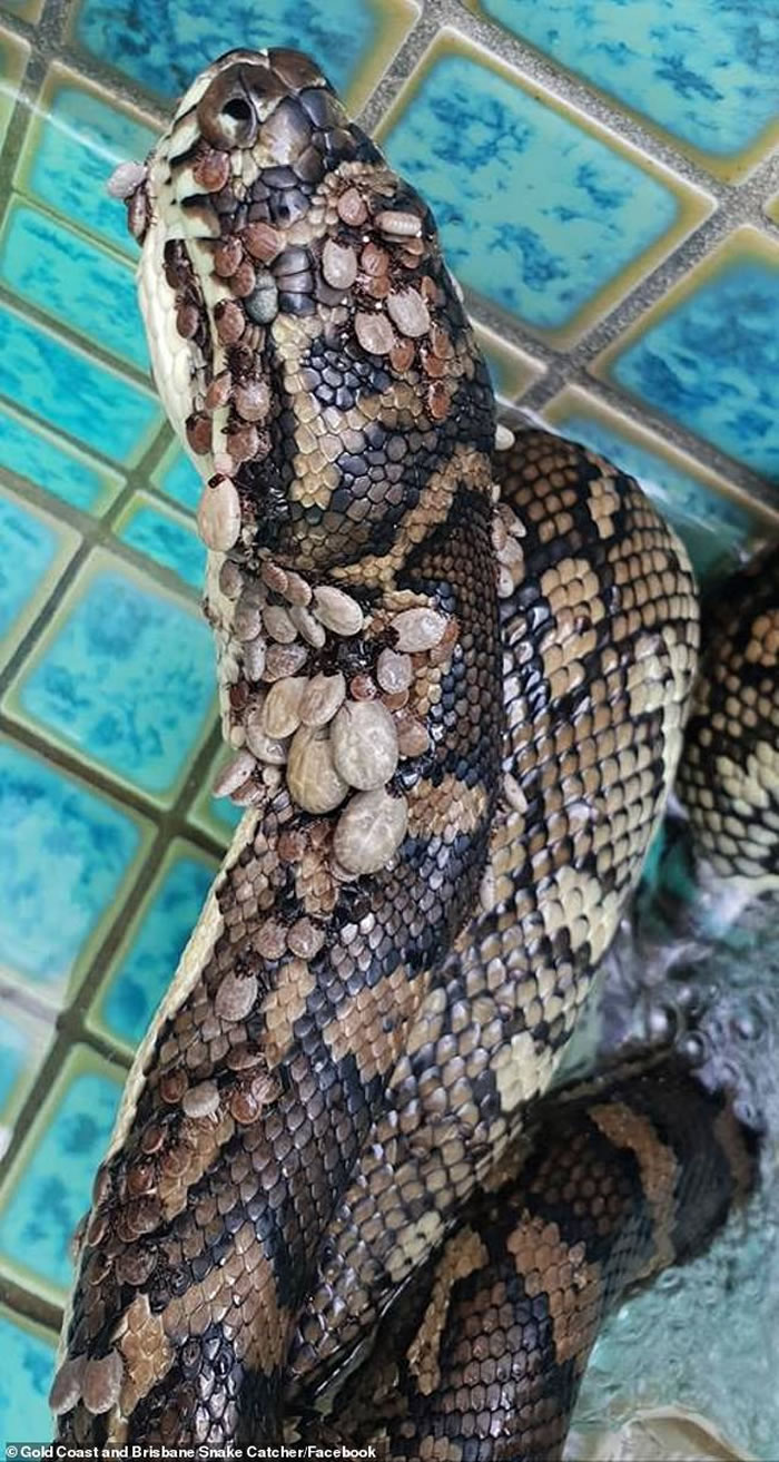 慎入!澳洲黄金海岸地毯蟒身上爬满密密麻麻的500多只壁虱