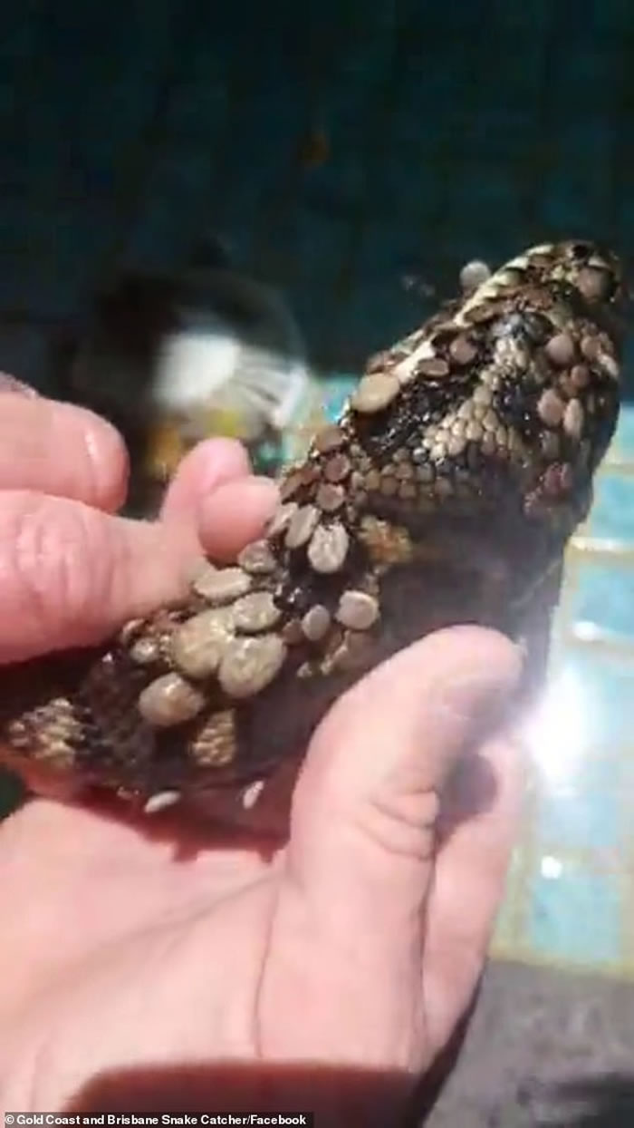 慎入!澳洲黄金海岸地毯蟒身上爬满密密麻麻的500多只壁虱