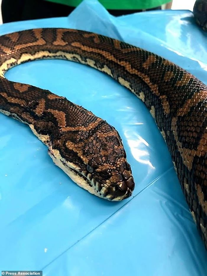 慎入!澳洲黄金海岸地毯蟒身上爬满密密麻麻的500多只壁虱