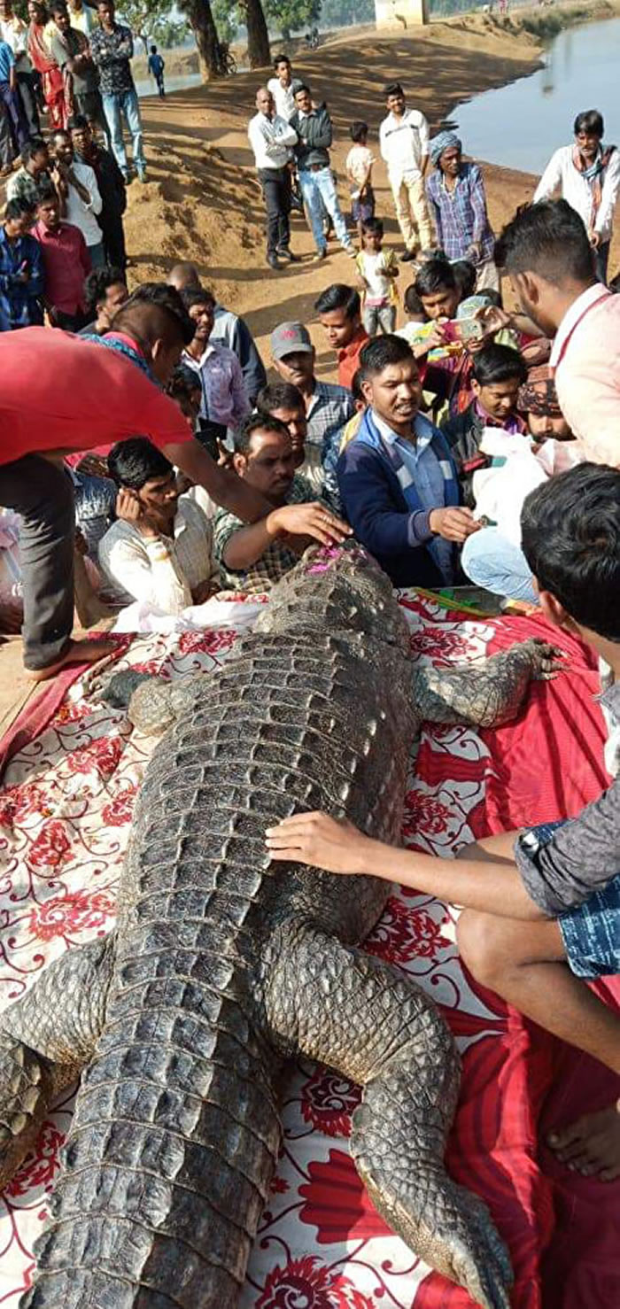 《印度斯坦时报》:印度500人出席百岁鳄鱼“甘加拉姆”葬礼 村民称其从未伤害过人