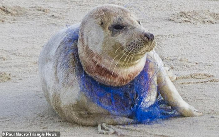 Ӣ��ŵ���˿���̲һֻС�������ӱ�������������סɥ��