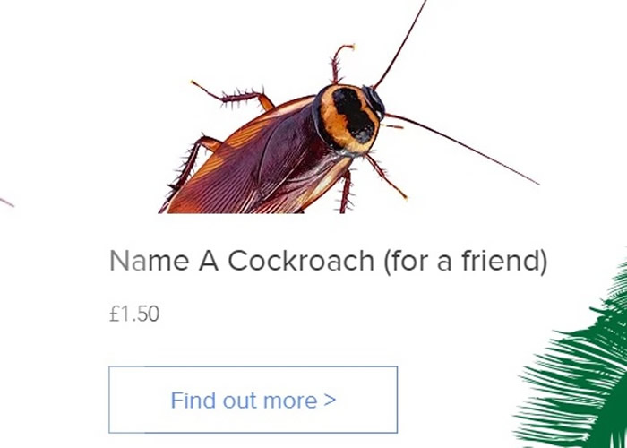 ������ɴ����Ѳμӣ������ǳ�����