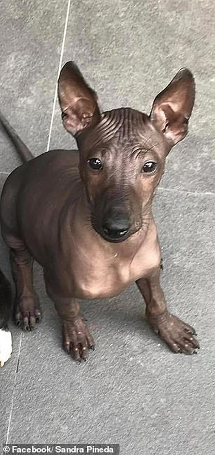 ���ɱ�������һֻ��ī������ëȮ���Ƶ�������������