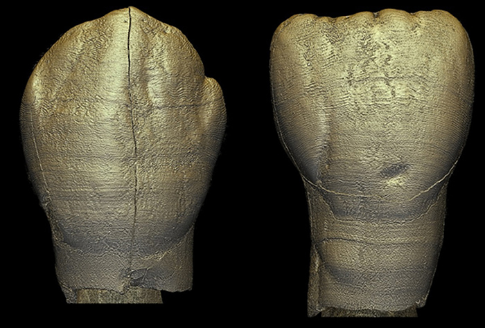 许家窑幼年个体门齿和犬齿表面的釉面横纹。(邢松供图)