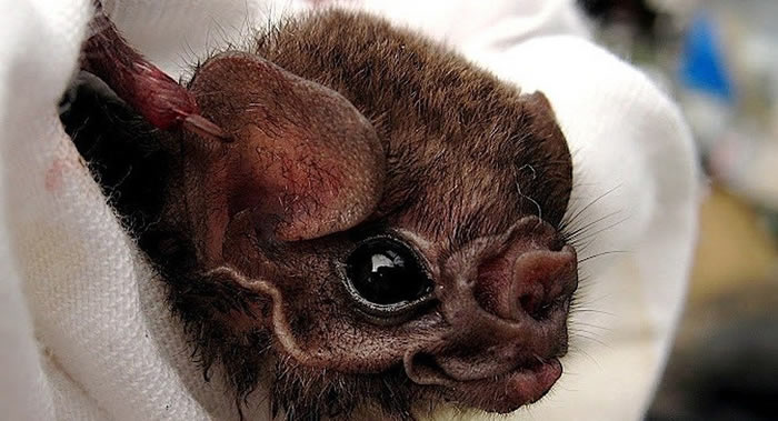 毛腿吸血蝠的唾液中发现新的具有调节血压功效的肽