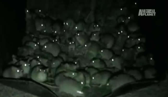 密集恐惧慎入!澳洲遭上万老鼠恐怖袭击